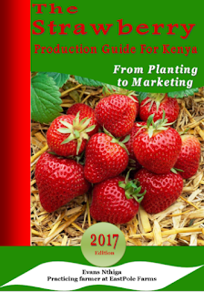 strawberry farming in kenya pdf