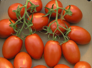 Cara Budidaya Tanaman Tomat yang Cepat Panen