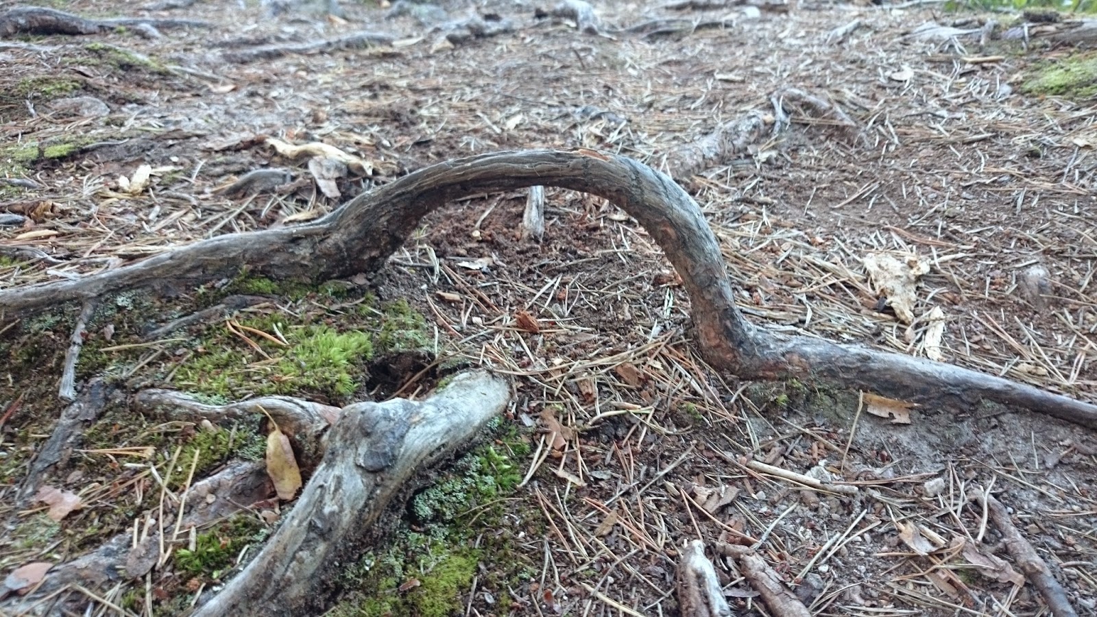 Abonnenten Kan Inte Nås För Tillfället