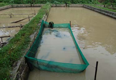 Gambar Kolam Penetasan Gambar Kolam Penetasan