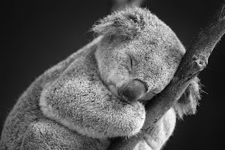  Koala merupakan salah satu hewan dari Australia Hewan Koala dan Ciri-cirinya