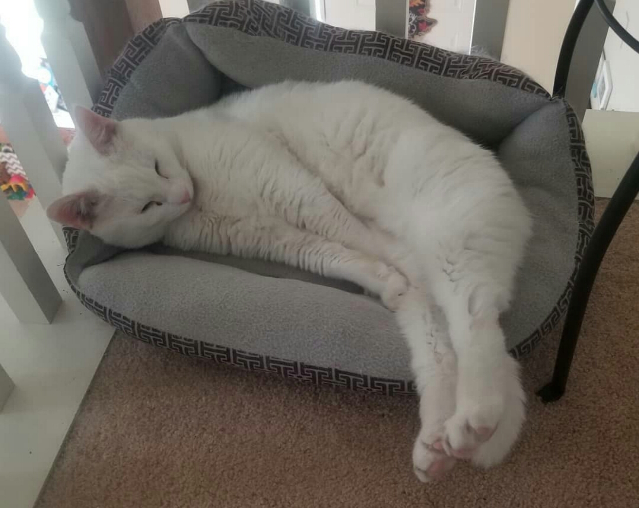 Down Syndrome Signs In Cats And Kittens