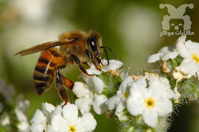 النحل النحل النحل النحل النحل النحل النحل النحل النحل النحل النحل النحل النحل النحل النحل النحل النحل النحل النحل النحل النحل النحل النحل النحل النحل النحل النحل النحل النحل النحل النحل النحل النحل النحل النحل النحل النحل النحل النحل النحل النحل النحل النحل النحل النحل النحل النحل النحل النحل النحل مملكة النحل مملكة النحل مملكة النحل مملكة النحل مملكة النحل مملكة النحل مملكة النحل مملكة النحل مملكة النحل مملكة النحل مملكة النحل مملكة النحل مملكة النحل مملكة النحل مملكة النحل مملكة النحل مملكة النحل مملكة النحل مملكة النحل مملكة النحل مملكة النحل مملكة النحل مملكة النحل مملكة النحل مملكة النحل مملكة النحل مملكة النحل مملكة النحل مملكة النحل مملكة النحل مملكة النحل مملكة النحل مملكة النحل مملكة النحل مملكة النحل مملكة النحل ر مملكة النحل مملكة النحل مملكة النحل مملكة النحل مملكة النحل مملكة النحل مملكة النحل مملكة النحل مملكة النحل مملكة النحل مملكة النحل مملكة النحل مملكة النحل النحل النحل النحل النحل النحل النحل النحل النحل النحل النحل النحل النحل النحل النحل النحل النحل النحل النحل النحل النحل النحل النحل النحل النحل النحل النحل النحل النحل النحل النحل النحل النحل النحل النحل النحل النحل النحل النحل النحل النحل النحل النحل النحل النحل النحل النحل النحل النحل النحل النحل مملكة النحل مملكة النحل مملكة النحل مملكة النحل مملكة النحل مملكة النحل مملكة النحل مملكة النحل مملكة النحل مملكة النحل مملكة النحل مملكة النحل مملكة النحل مملكة النحل مملكة النحل مملكة النحل مملكة النحل مملكة النحل مملكة النحل مملكة النحل مملكة النحل مملكة النحل مملكة النحل مملكة النحل مملكة النحل مملكة النحل مملكة النحل مملكة النحل مملكة النحل مملكة النحل مملكة النحل مملكة النحل مملكة النحل مملكة النحل مملكة النحل مملكة النحل ر مملكة النحل مملكة النحل مملكة النحل مملكة النحل مملكة النحل مملكة النحل مملكة النحل مملكة النحل مملكة النحل مملكة النحل مملكة النحل مملكة النحل مملكة النحل النحل النحل النحل النحل النحل النحل النحل النحل النحل النحل النحل النحل النحل النحل النحل النحل النحل النحل النحل النحل النحل النحل النحل النحل النحل النحل النحل النحل النحل النحل النحل النحل النحل النحل النحل النحل النحل النحل النحل النحل النحل النحل النحل النحل النحل النحل النحل النحل النحل النحل مملكة النحل مملكة النحل مملكة النحل مملكة النحل مملكة النحل مملكة النحل مملكة النحل مملكة النحل مملكة النحل مملكة النحل مملكة النحل مملكة النحل مملكة النحل مملكة النحل مملكة النحل مملكة النحل مملكة النحل مملكة النحل مملكة النحل مملكة النحل مملكة النحل مملكة النحل مملكة النحل مملكة النحل مملكة النحل مملكة النحل مملكة النحل مملكة النحل مملكة النحل مملكة النحل مملكة النحل مملكة النحل مملكة النحل مملكة النحل مملكة النحل مملكة النحل ر مملكة النحل مملكة النحل مملكة النحل مملكة النحل مملكة النحل مملكة النحل مملكة النحل مملكة النحل مملكة النحل مملكة النحل مملكة النحل مملكة النحل مملكة النحل النحل النحل النحل النحل النحل النحل النحل النحل النحل النحل النحل النحل النحل النحل النحل النحل النحل النحل النحل النحل النحل النحل النحل النحل النحل النحل النحل النحل النحل النحل النحل النحل النحل النحل النحل النحل النحل النحل النحل النحل النحل النحل النحل النحل النحل النحل النحل النحل النحل النحل مملكة النحل مملكة النحل مملكة النحل مملكة النحل مملكة النحل مملكة النحل مملكة النحل مملكة النحل مملكة النحل مملكة النحل مملكة النحل مملكة النحل مملكة النحل مملكة النحل مملكة النحل مملكة النحل مملكة النحل مملكة النحل مملكة النحل مملكة النحل مملكة النحل مملكة النحل مملكة النحل مملكة النحل مملكة النحل مملكة النحل مملكة النحل مملكة النحل مملكة النحل مملكة النحل مملكة النحل مملكة النحل مملكة النحل مملكة النحل مملكة النحل مملكة النحل ر مملكة النحل مملكة النحل مملكة النحل مملكة النحل مملكة النحل مملكة النحل مملكة النحل مملكة النحل مملكة النحل مملكة النحل مملكة النحل مملكة النحل مملكة النحل النحل النحل النحل النحل النحل النحل النحل النحل النحل النحل النحل النحل النحل النحل النحل النحل النحل النحل النحل النحل النحل النحل النحل النحل النحل النحل النحل النحل النحل النحل النحل النحل النحل النحل النحل النحل النحل النحل النحل النحل النحل النحل النحل النحل النحل النحل النحل النحل النحل النحل مملكة النحل مملكة النحل مملكة النحل مملكة النحل مملكة النحل مملكة النحل مملكة النحل مملكة النحل مملكة النحل مملكة النحل مملكة النحل مملكة النحل مملكة النحل مملكة النحل مملكة النحل مملكة النحل مملكة النحل مملكة النحل مملكة النحل مملكة النحل مملكة النحل مملكة النحل مملكة النحل مملكة النحل مملكة النحل مملكة النحل مملكة النحل مملكة النحل مملكة النحل مملكة النحل مملكة النحل مملكة النحل مملكة النحل مملكة النحل مملكة النحل مملكة النحل ر مملكة النحل مملكة النحل مملكة النحل مملكة النحل مملكة النحل مملكة النحل مملكة النحل مملكة النحل مملكة النحل مملكة النحل مملكة النحل مملكة النحل مملكة النحل النحل النحل النحل النحل النحل النحل النحل النحل النحل النحل النحل النحل النحل النحل النحل النحل النحل النحل النحل النحل النحل النحل النحل النحل النحل النحل النحل النحل النحل النحل النحل النحل النحل النحل النحل النحل النحل النحل النحل النحل النحل النحل النحل النحل النحل النحل النحل النحل النحل النحل مملكة النحل مملكة النحل مملكة النحل مملكة النحل مملكة النحل مملكة النحل مملكة النحل مملكة النحل مملكة النحل مملكة النحل مملكة النحل مملكة النحل مملكة النحل مملكة النحل مملكة النحل مملكة النحل مملكة النحل مملكة النحل مملكة النحل مملكة النحل مملكة النحل مملكة النحل مملكة النحل مملكة النحل مملكة النحل مملكة النحل مملكة النحل مملكة النحل مملكة النحل مملكة النحل مملكة النحل مملكة النحل مملكة النحل مملكة النحل مملكة النحل مملكة النحل ر مملكة النحل مملكة النحل مملكة النحل مملكة النحل مملكة النحل مملكة النحل مملكة النحل مملكة النحل مملكة النحل مملكة النحل مملكة النحل مملكة النحل مملكة النحل النحل النحل النحل النحل النحل النحل النحل النحل النحل النحل النحل النحل النحل النحل النحل النحل النحل النحل النحل النحل النحل النحل النحل النحل النحل النحل النحل النحل النحل النحل النحل النحل النحل النحل النحل النحل النحل النحل النحل النحل النحل النحل النحل النحل النحل النحل النحل النحل النحل النحل مملكة النحل مملكة النحل مملكة النحل مملكة النحل مملكة النحل مملكة النحل مملكة النحل مملكة النحل مملكة النحل مملكة النحل مملكة النحل مملكة النحل مملكة النحل مملكة النحل مملكة النحل مملكة النحل مملكة النحل مملكة النحل مملكة النحل مملكة النحل مملكة النحل مملكة النحل مملكة النحل مملكة النحل مملكة النحل مملكة النحل مملكة النحل مملكة النحل مملكة النحل مملكة النحل مملكة النحل مملكة النحل مملكة النحل مملكة النحل مملكة النحل مملكة النحل ر مملكة النحل مملكة النحل مملكة النحل مملكة النحل مملكة النحل مملكة النحل مملكة النحل مملكة النحل مملكة النحل مملكة النحل مملكة النحل مملكة النحل مملكة النحل 