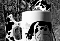 Cow Coffee Mugs
