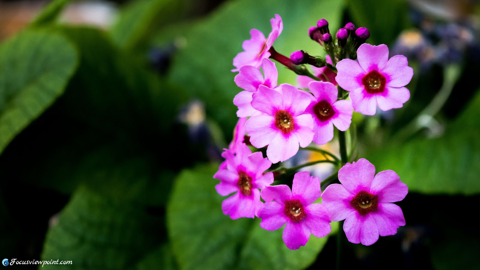 Hydrangea Care And Culture Travaldo S Blog