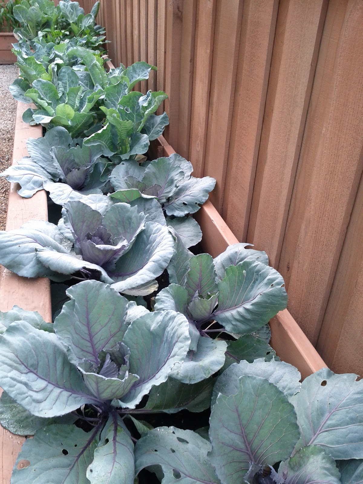 Ruby Red Cabbage Late July 2011