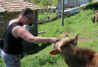The neighbour's calves were very friendly The neighbour's calves were very friendly