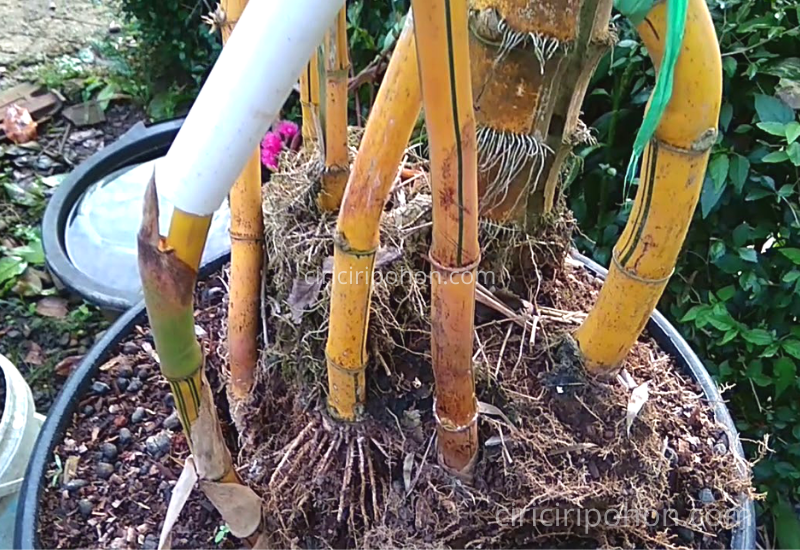 Begini Cara Mudah Membuat Bonsai Bambu Ciriciripohon Com