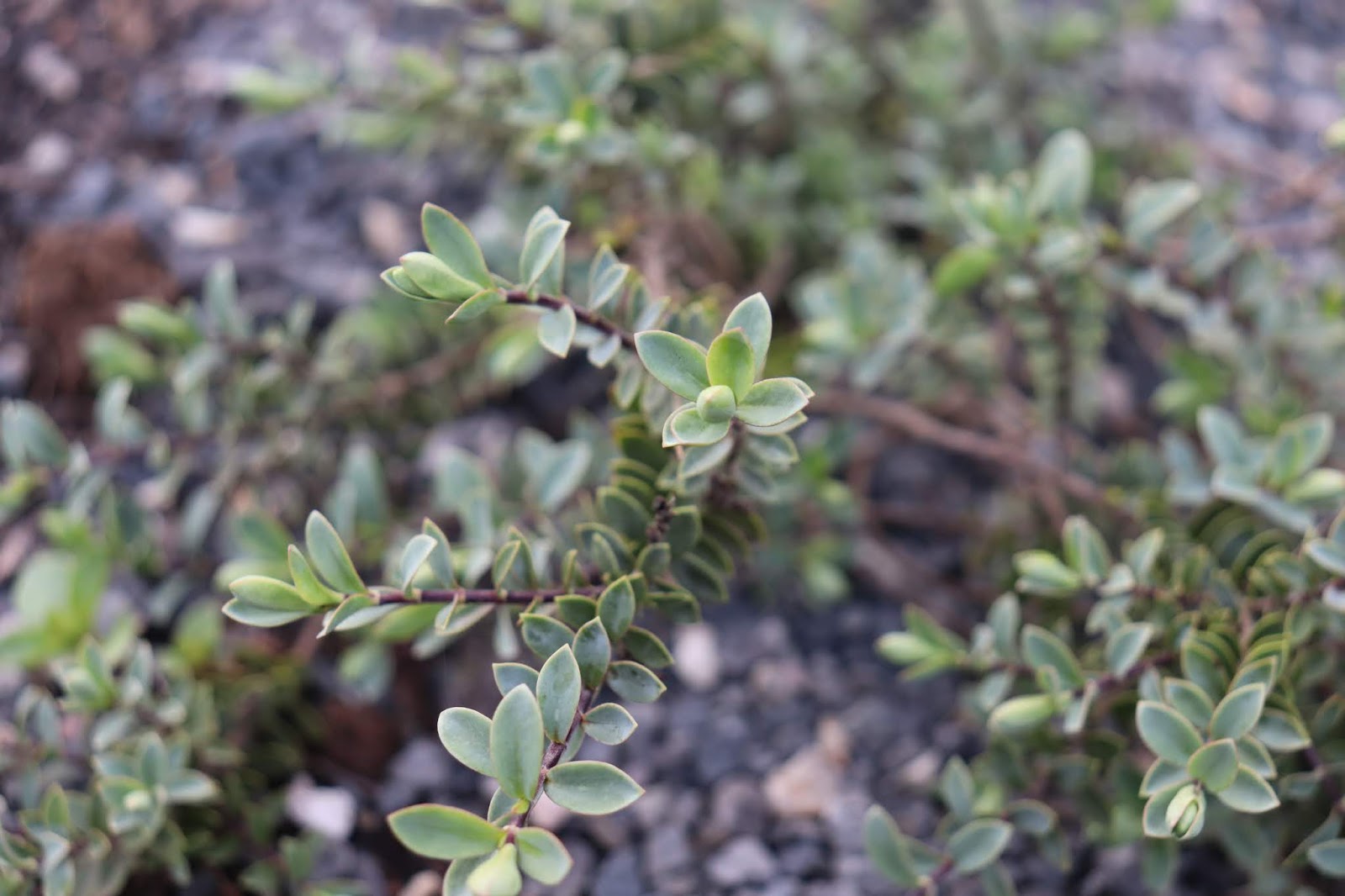 Plants Blog Owen Byrom Hebe Spp