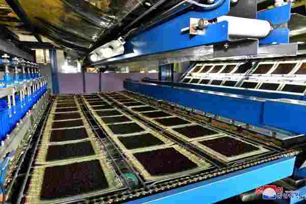Laver processing at the Haeju Taegyong Processing Station
