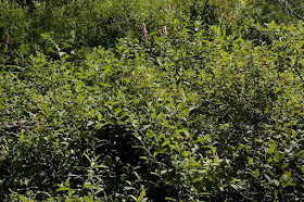 Future Plants By Randy Stewart Spirea