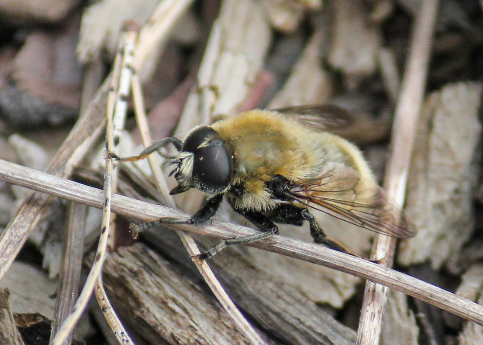 Red House Garden The Last Daffodil and What Eats It