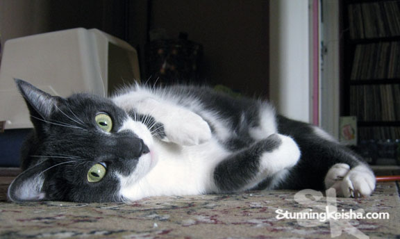 Happy National Tuxedo Cat Day