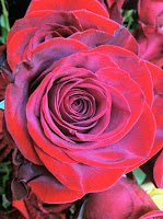 Charlotte Roses - Stein Your Florist Co.