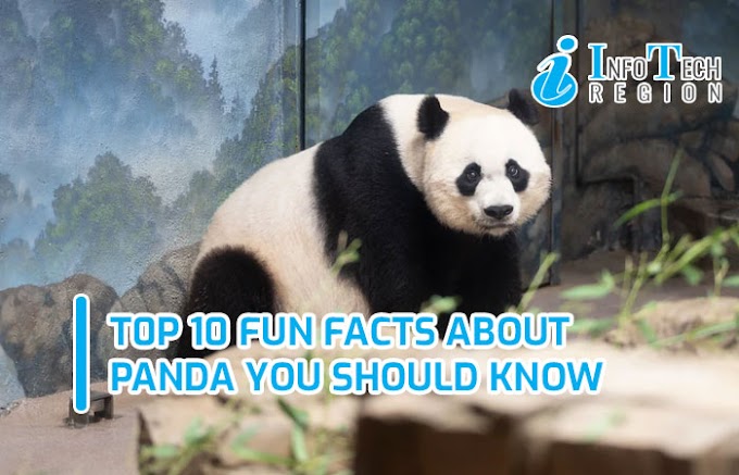 Top 10 most interesting facts about Panda you should know 