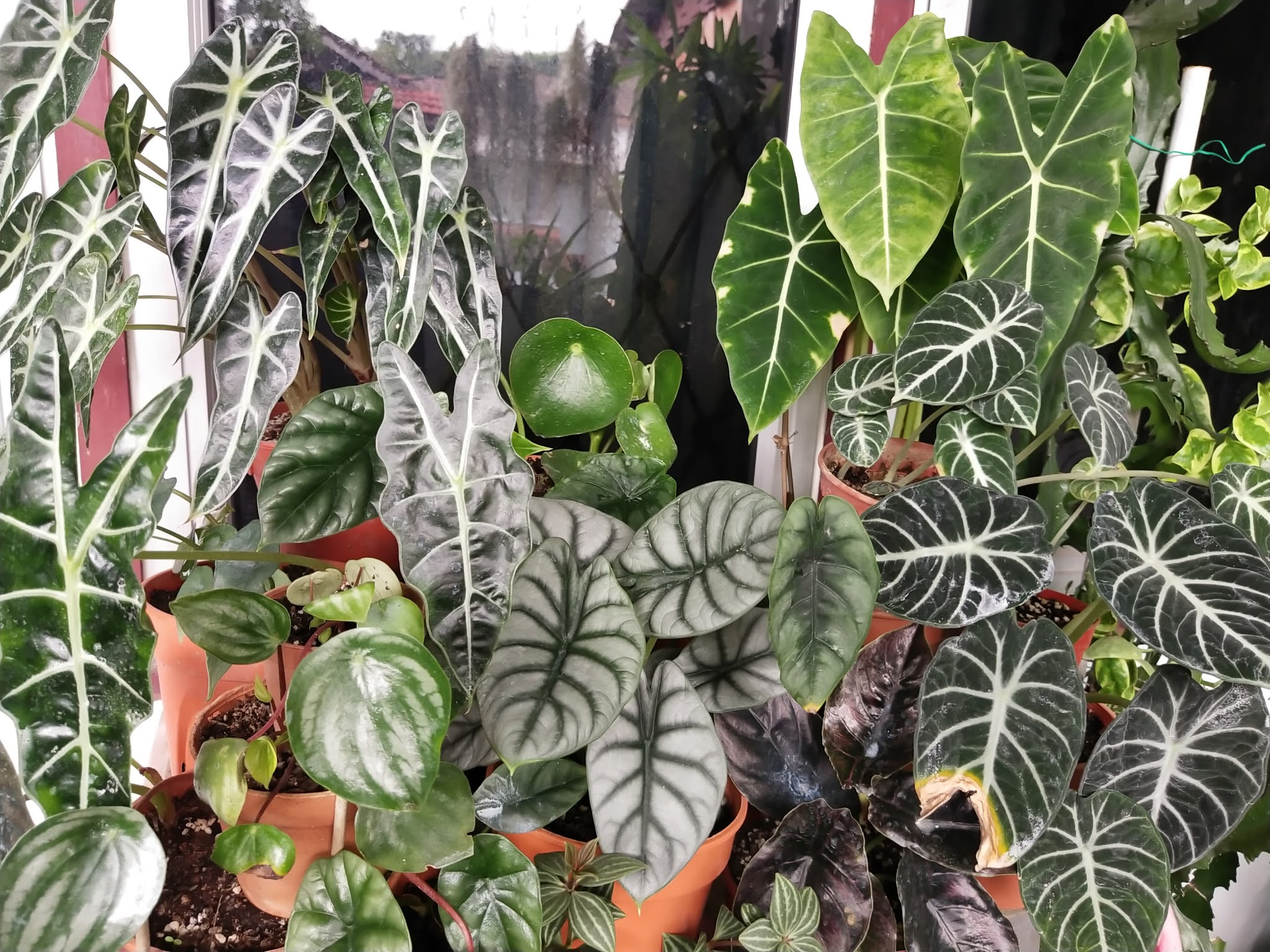 garden chronicles : 21 different types of alocasia & jewel