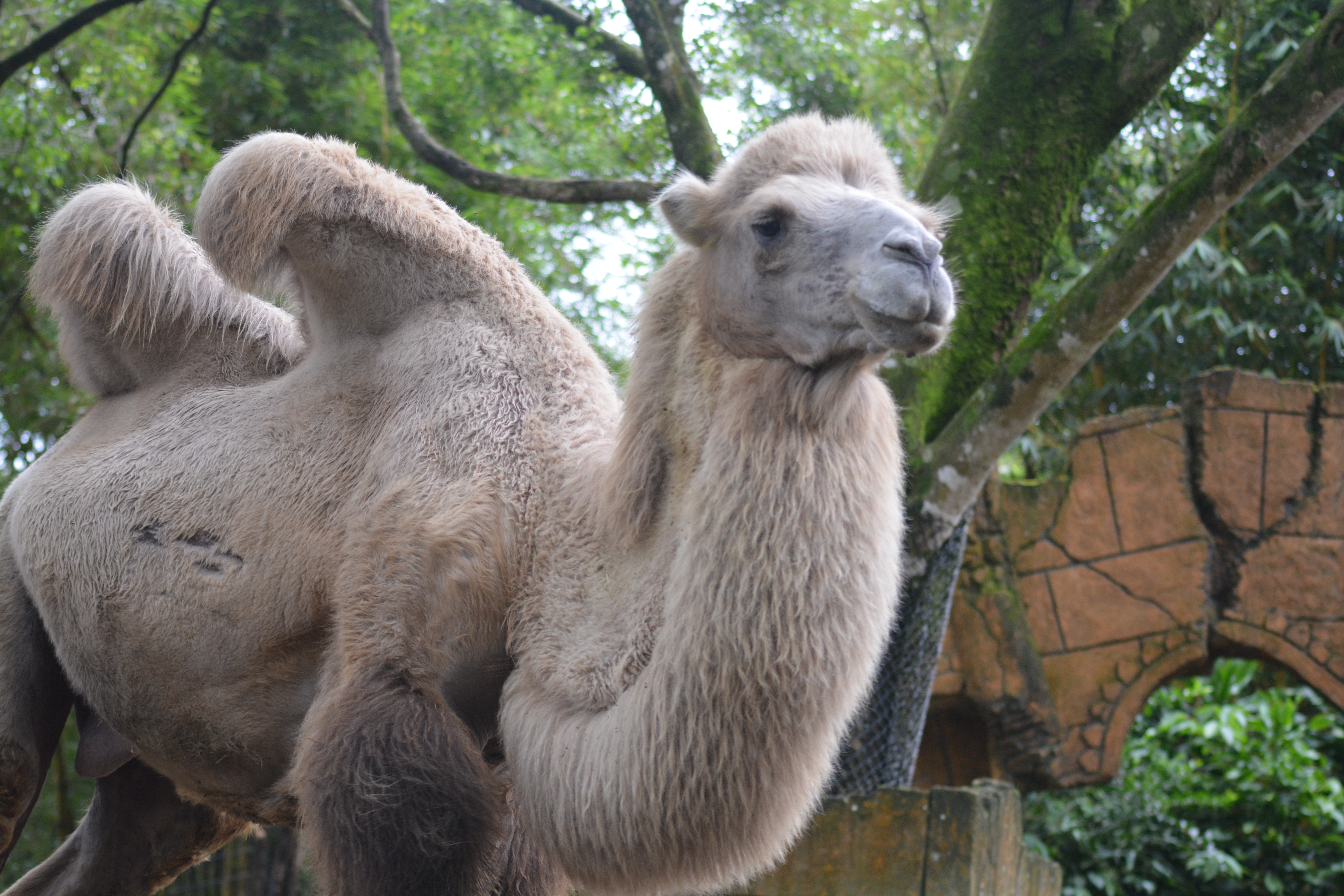 Unta Berpunuk Dua Camelus Bactrianus Atau Unta Bactrian Hewan Padang Pasir Yang Berwajah Ramah Planter And Forester