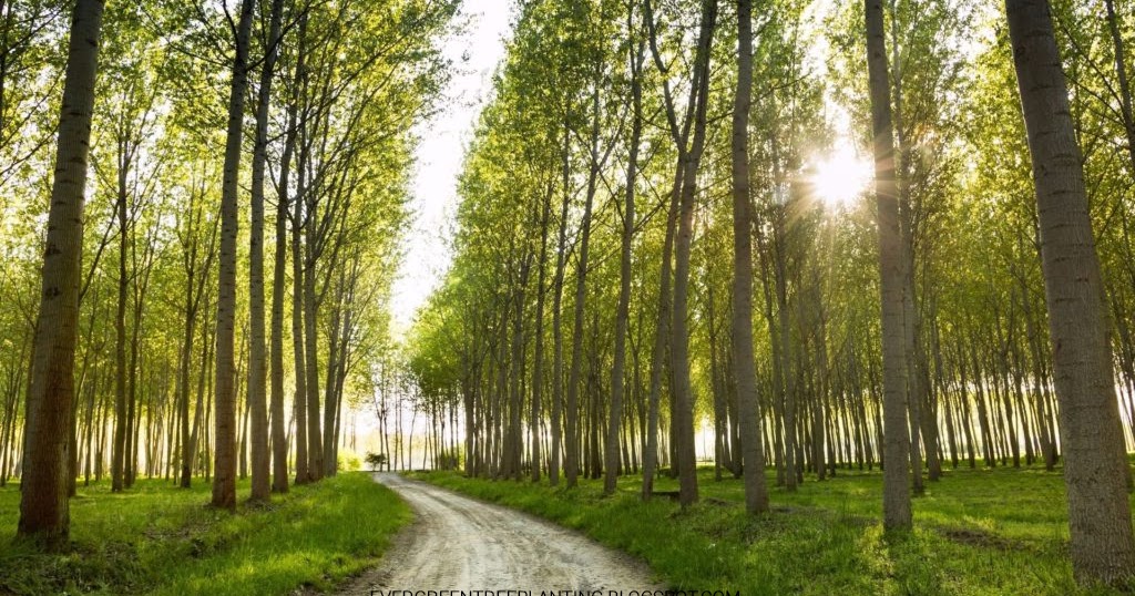 Evergreen Tree planting Fast Growing privacy Trees for Privacy Zone