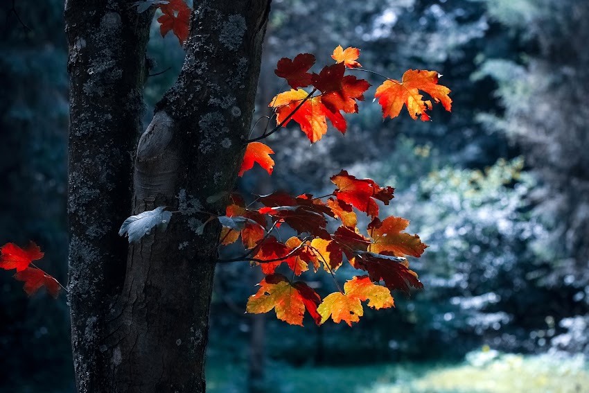 Red Autumn Leaves Of Black Tree Red Autumn Leaves Of Black Tree
