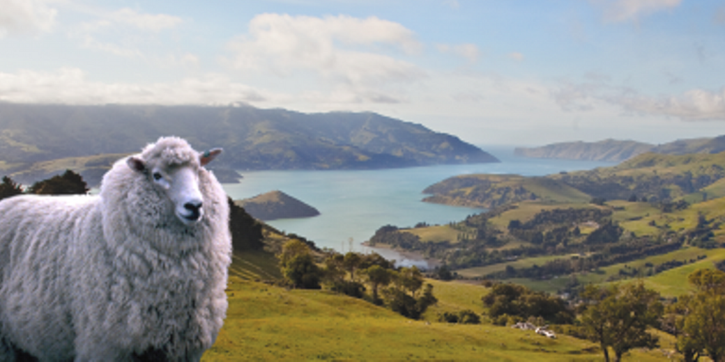 Wool Artist NZ, Taupo, New Zealand, Leanne Clarry : Sheep, Art, Pictures