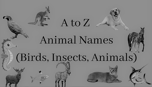 Animal Names, Birds Names, Insects Names, Animals Birds Insects Names