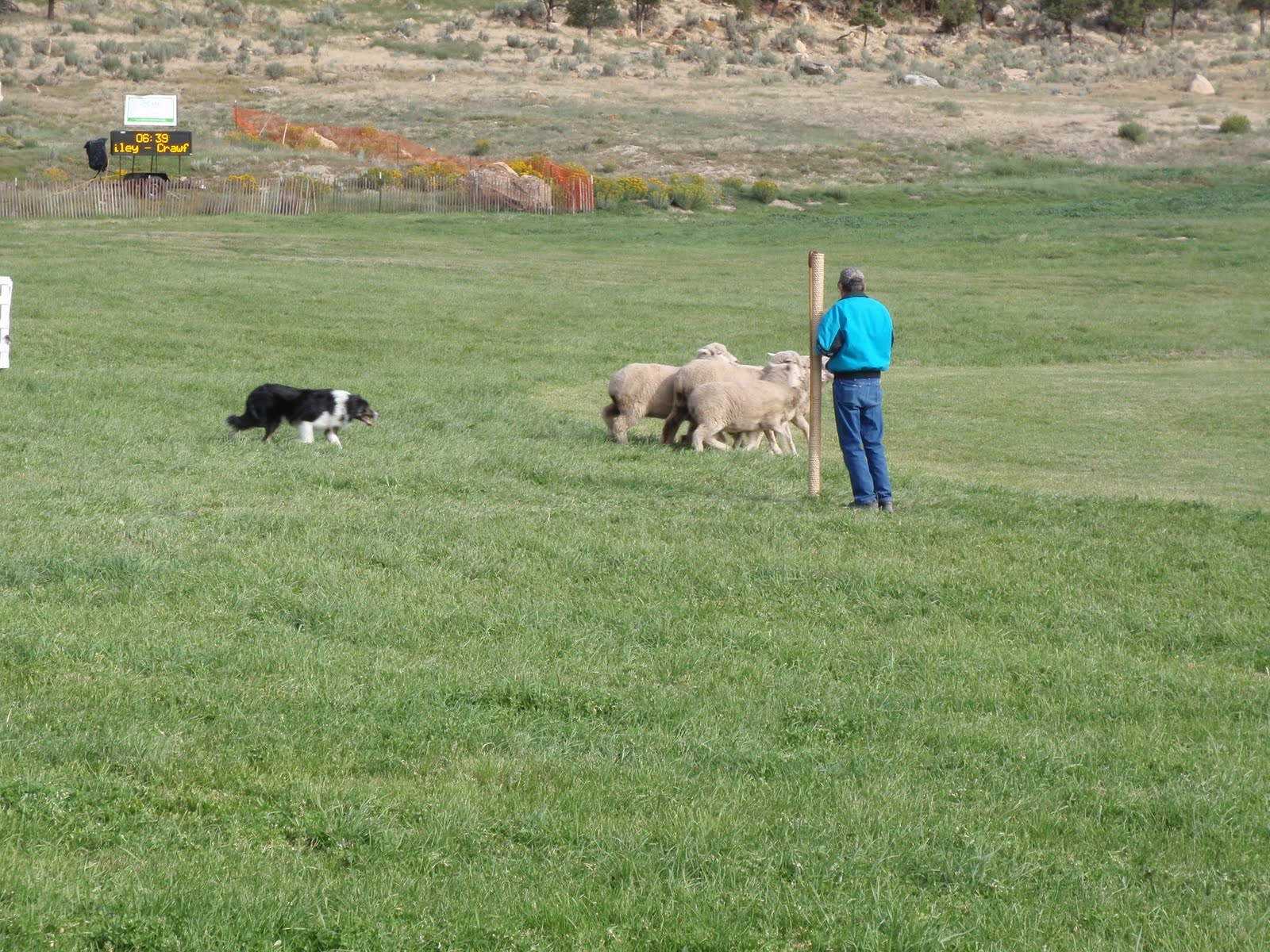 One Day in America Meeker Classic Sheepdog Trials in Meeker, Colorado