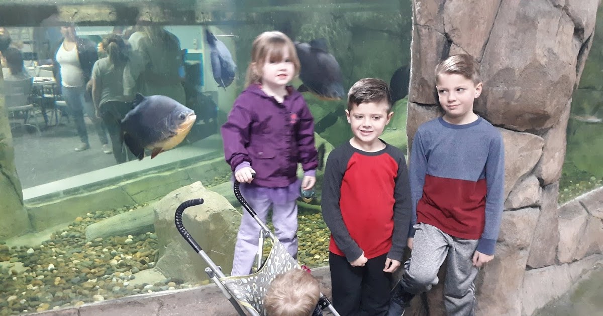 Nully Baby Blog SeaQuest Aquarium in Folsom