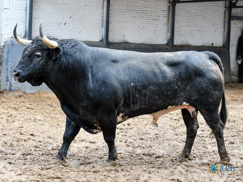 Toreo en Red Hondo: CORRIDA CONCURSO EN MADRID: EL ARTE DE PICAR TOROS ...