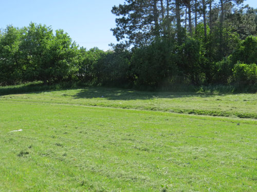 mowed lawn
