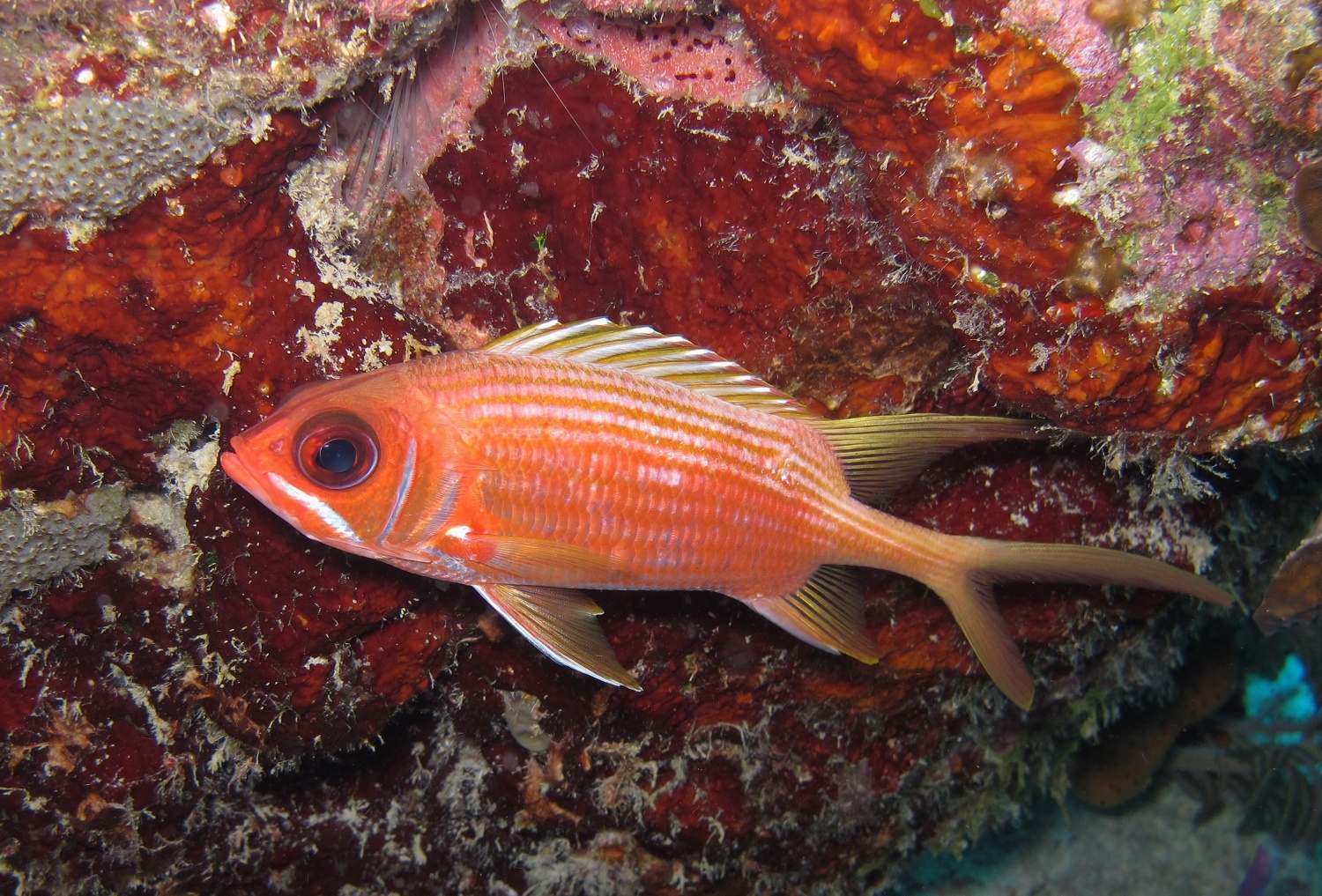 Rambling Jill Red fish with big eyes