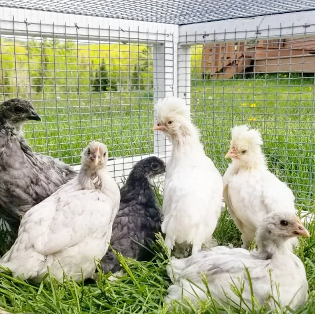 Expert Tips for Basic Baby Chick Care Fresh Eggs Daily® with Lisa Steele