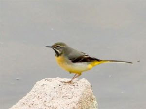 Grey Wagtail