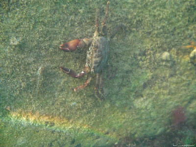 Marea Neagra Black Sea underwater images poze subacvatice CRABUL DE IARBĂ (Carcinus mediterraneus) Decapoda Portunidae