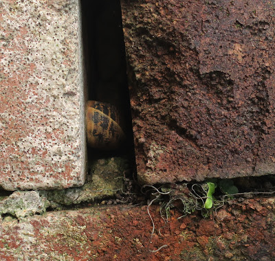 Snail hibernating in wall in Halifax, West Yorkshire. 1st November 2020. Snail hibernating in wall in Halifax, West Yorkshire. 1st November 2020.