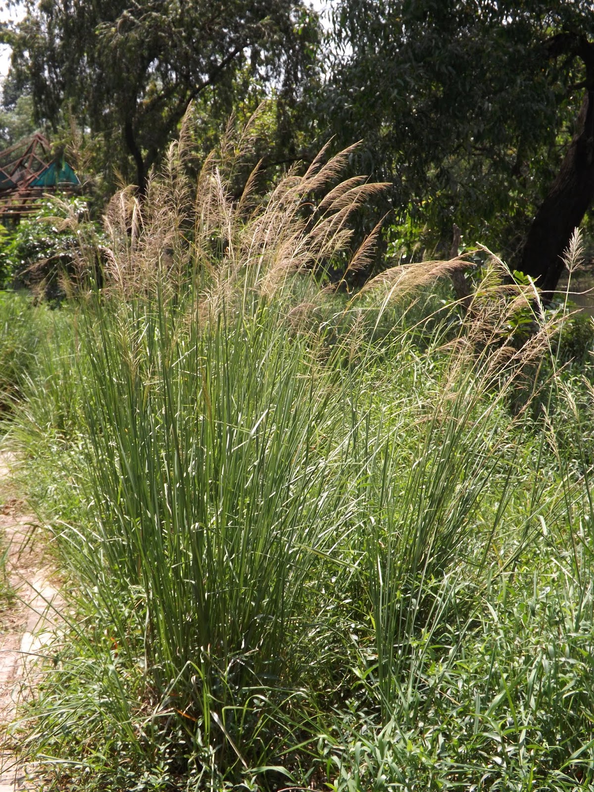 Vetiver Grass