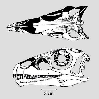 Riojasaurus skull