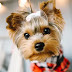 14 Things You Need To Know Before You Get Yorkshire Terriers