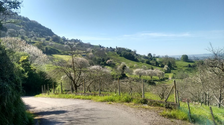 gijon-cerezos-en-flor