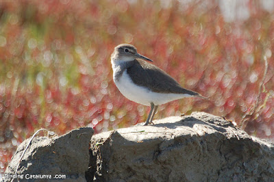 Xivitona (Actitis hypoleucos)