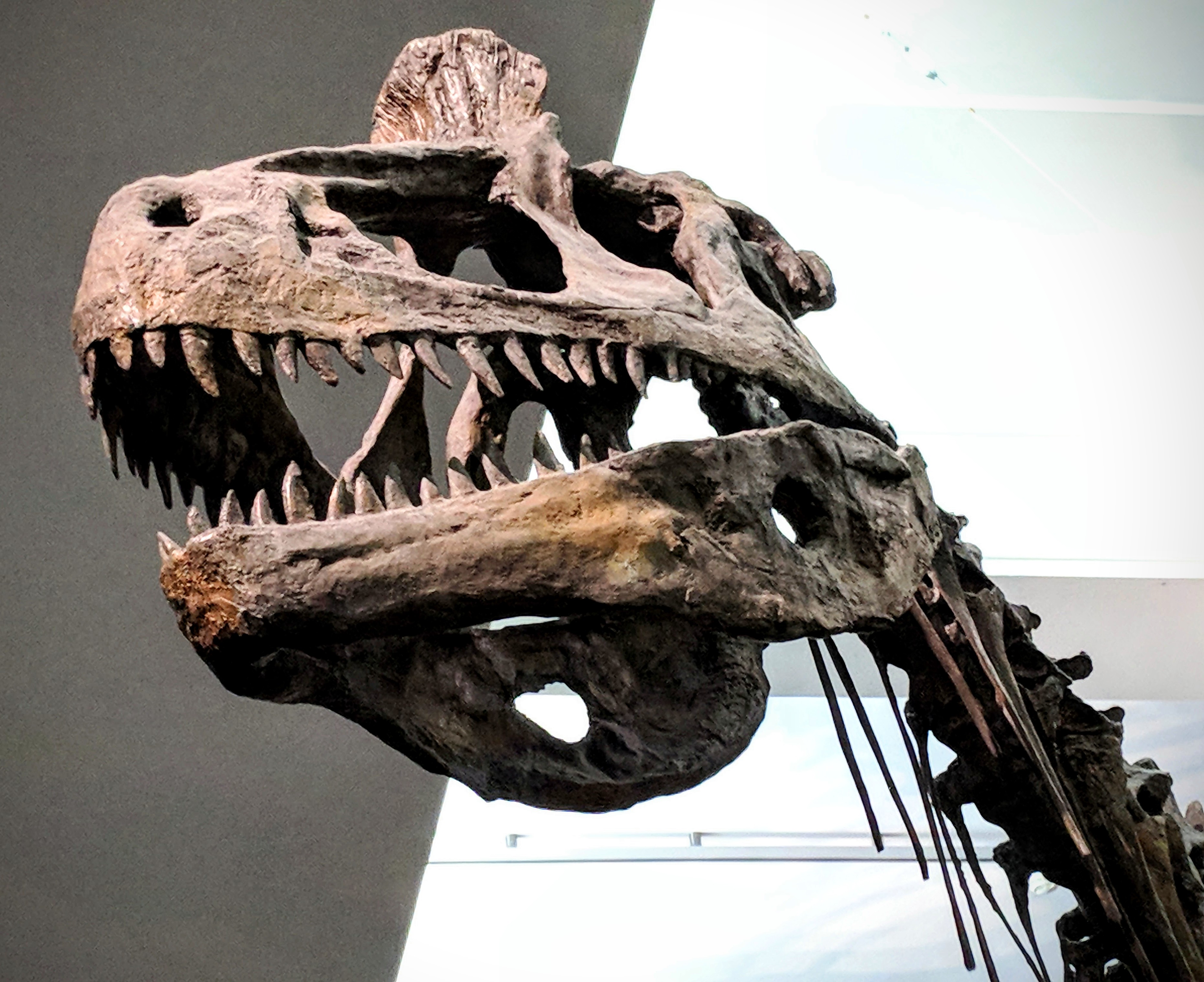 Dinosaur head at Auckland Museum