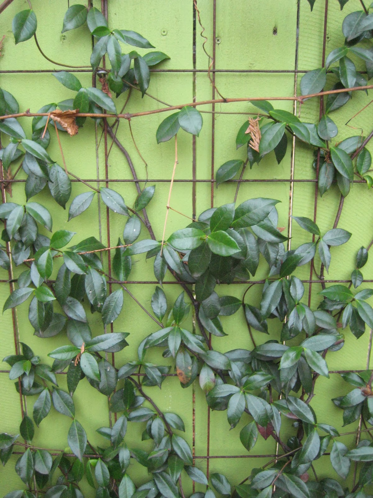 57 Best Privacy Screen Trees Images Large Plants Plants