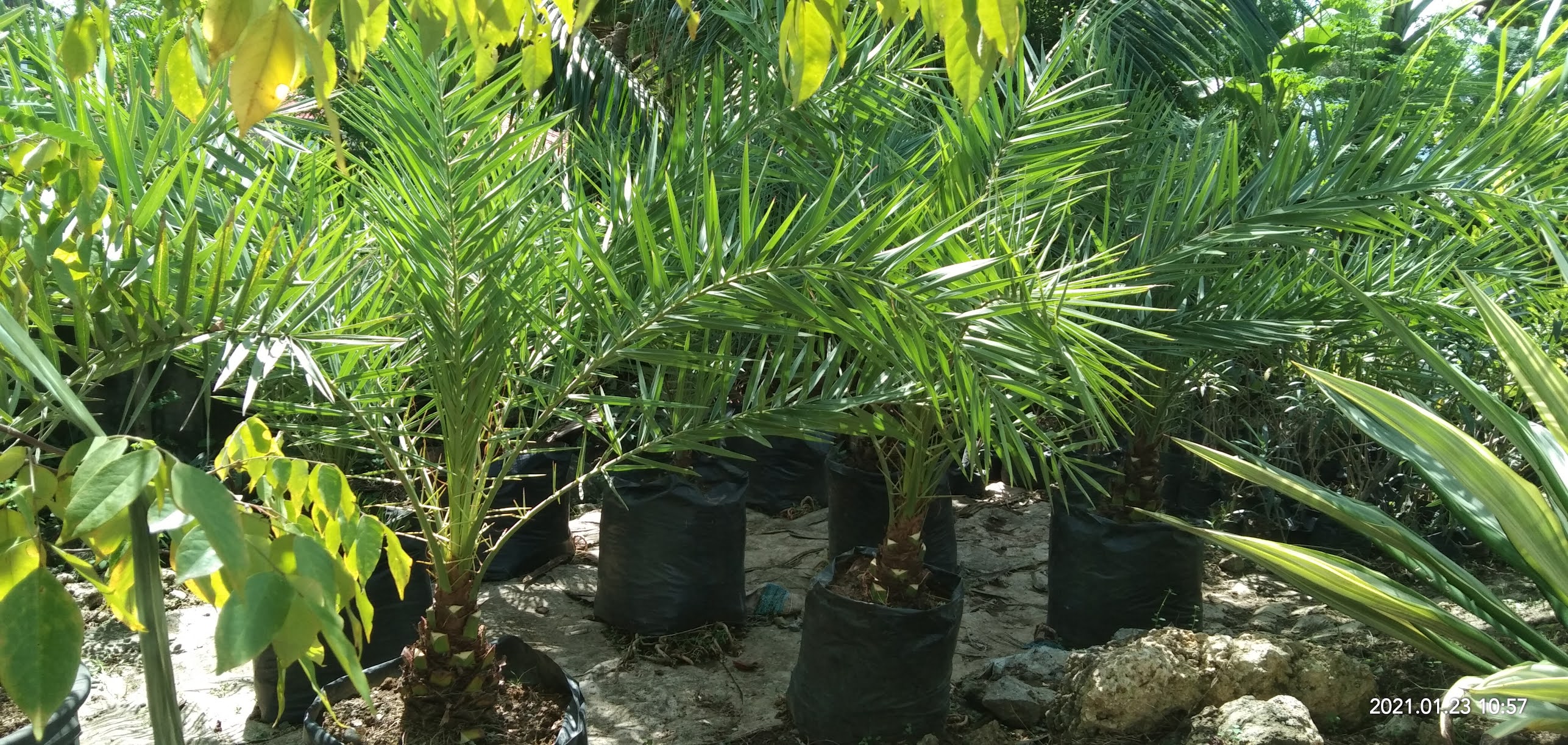 Fruit Trees For Sale Cebu Planters Date Palm