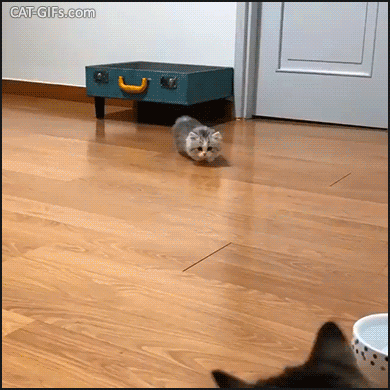Snuzzy Kitten GIF • When a fluffy Munchkin kitty does the crab walk trying to intimidate his Dad Snuzzy Kitten GIF • When a fluffy Munchkin kitty does the crab walk trying to intimidate his Dad