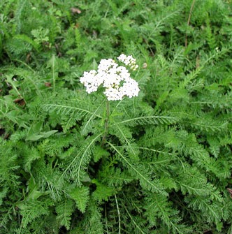 Marmee's Pantry ~ For Such a Time as This: Yarrow