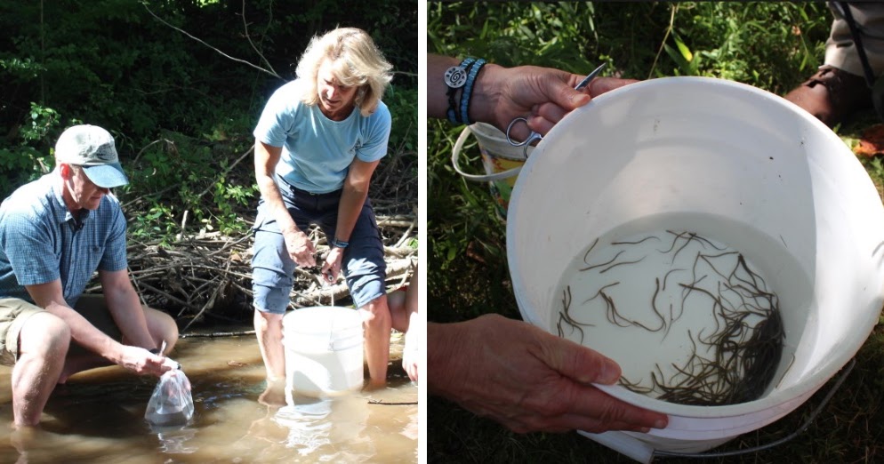 PA Environment Digest Blog American Eels Reintroduced To Pickering