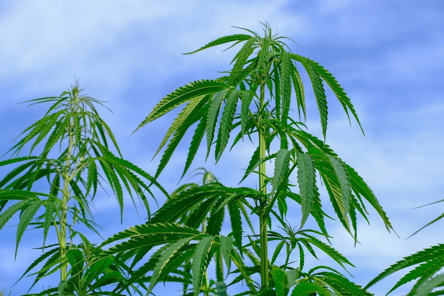 Beneficios para la salud del aceite de cannabis
