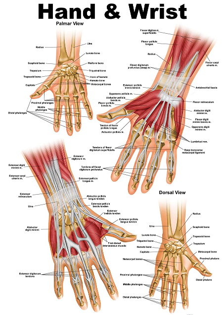 Anatomi otot tangan adalah sekumpulan otot-otot yang ditemukan pada tangan yang akan menghasilkan gerakan-gerakan yang menjadi fungsinya.