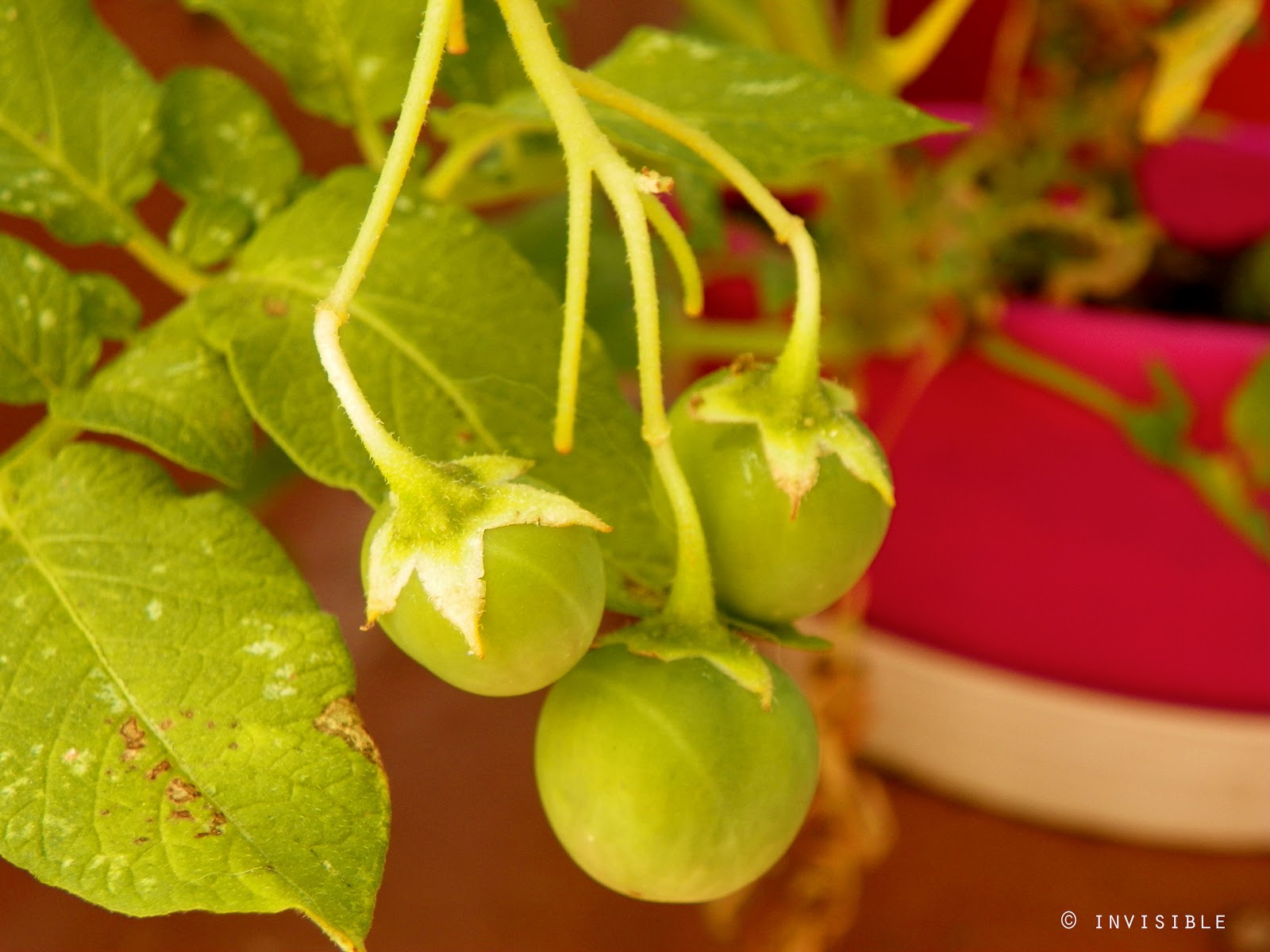 Invisible SLG Photos Flor de patata