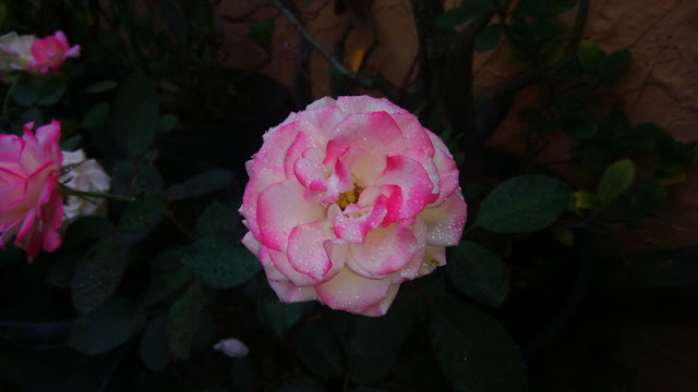 Pink Rose In My Garden Pictures