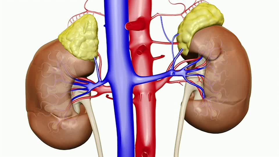 venas renales y arteria renal